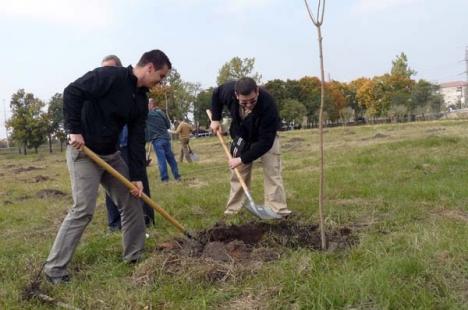 Plantările de toamnă: Încă 800 de copaci pentru Oradea